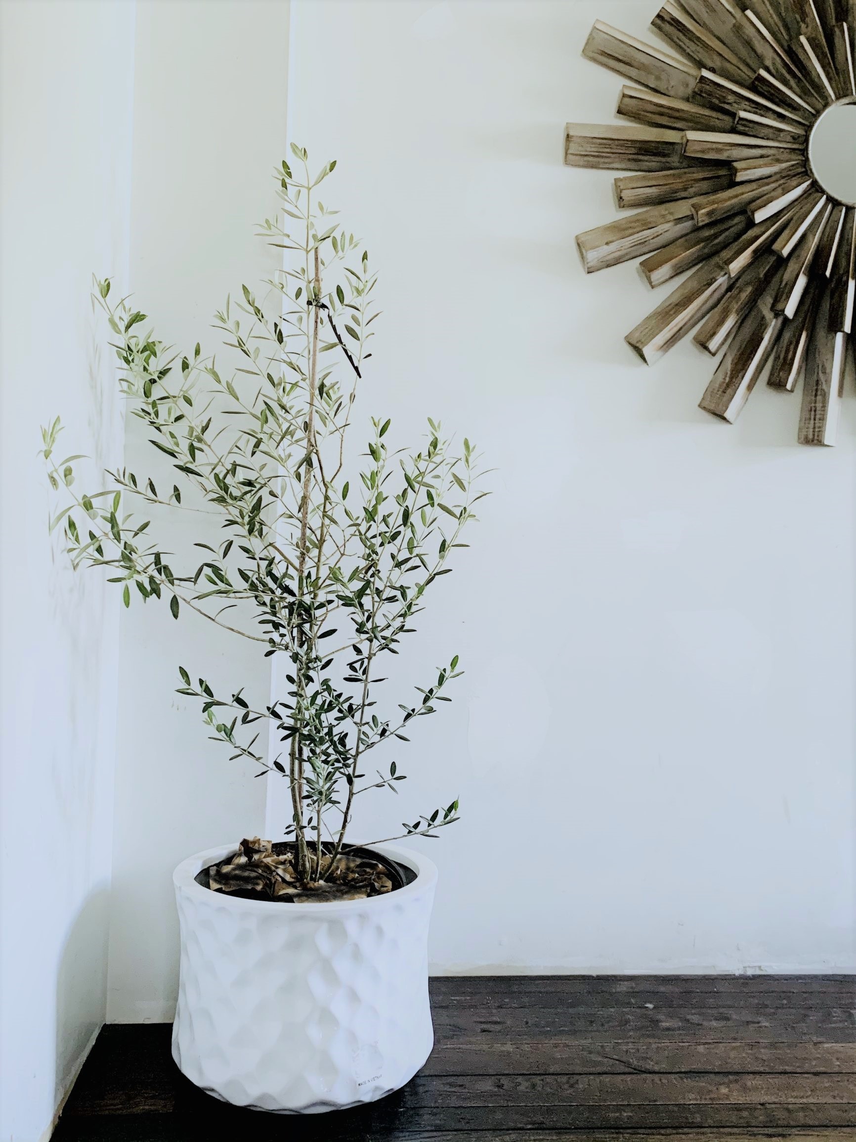 How To Care For An Olive Tree - Houzewize